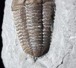 Flexicalymene meeki (FOERSTE 1910) - Bild © FossNet FossilienStore